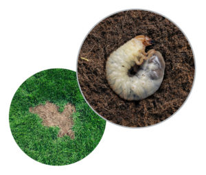 How To Get Rid Of Grubs In Lawn