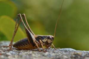 Crickets