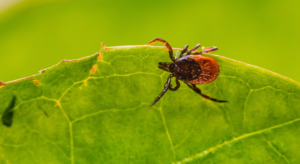 Do Ticks Die In Winter