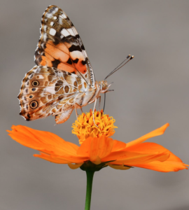 How to make sugar water for butterflies