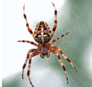 Spiders in the bed