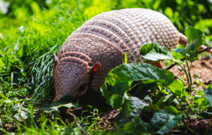 How to get an armadillo out of its hole