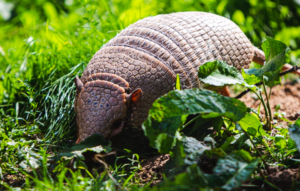 How To Stop An Armadillo From Burrowing In Yard