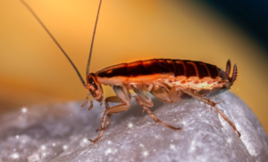 Getting rid of roaches in appliances