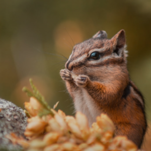 Keep out chipmunks from garden