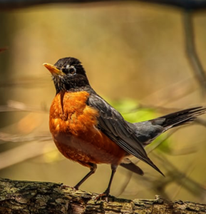 Keep birds off of porch