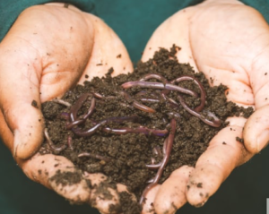 Drain worms