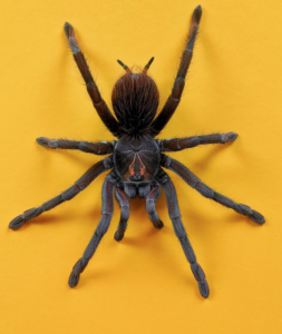 Spider eggs
