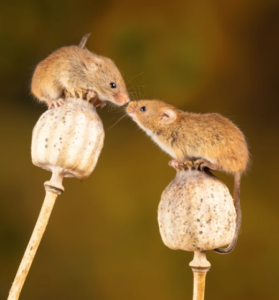 Mice