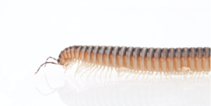 What do centipedes eat?