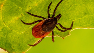 Can you leave a tick on a human?